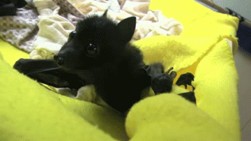 baby-bat-slips-and-falls-on-its-cute-little-head.gif